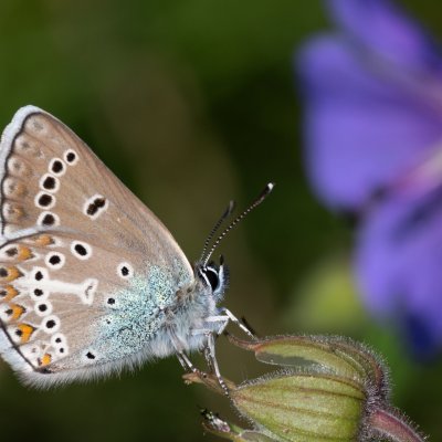 Aricia eumedon (modrásek bělopásný), SK, Štôla