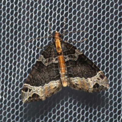 Ecliptopera capitata (píďalka žlutohlavá), Kateřinská jeskyně