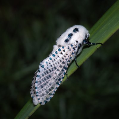 Zeuzera pyrina (drvopleň hrušňový), NPP Červený kopec