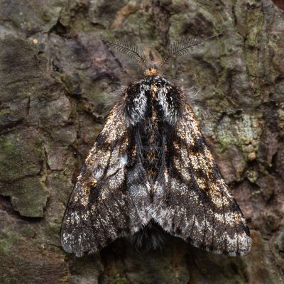 Lycia pomonaria (drsnokřídlec ovocný), Ždánický les