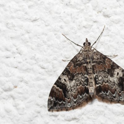 Dysstroma citrata (píďalka jahodníková), IT, Pfelders - Plan, Jižní Tyrolsko