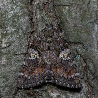 Catocala sponsa (stužkonoska dubová), Žebětín