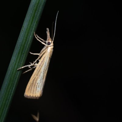 Agriphila straminella (travařík pastvinný), Říčky