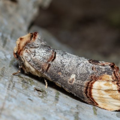 Phalera bucephala (vztyčnořitka lipová), Augšperský potok