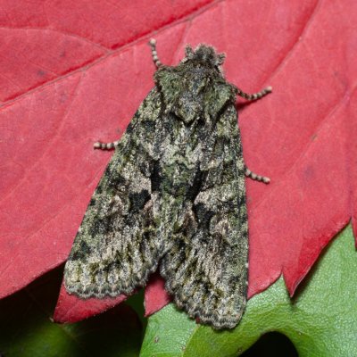 Dryobotodes eremita (pestroskvrnka dubová), PP Kavky