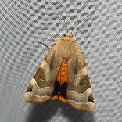 Noctua fimbriata (osenice zemáková), PR Svatý kopeček