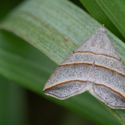 Colobochyla salicalis (šedice jívová), Podkomorské lesy, Kopeček