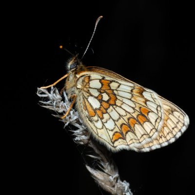 Melitaea athalia (hnědásek jitrocelový), Žebětín