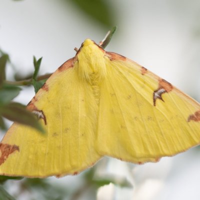Opisthograptis luteolata (zejkovec hlohový), Žebětín