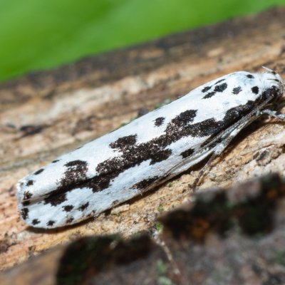 Ethmia pusiella (skvrnuška pomněnková), Hornek