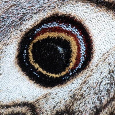 Saturnia pavoniella (martináč podobný), Devět křížů