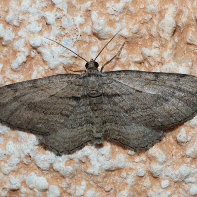 Horisme tersata (píďalka plaménková), IT, Kuens, Jižní Tyrolsko