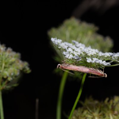 Oncocera semirubella (zavíječ červenožlutý), PR Kamenný vrch