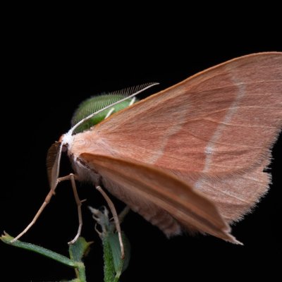 Hylaea fasciaria (běločárník smrkový), PP Černice