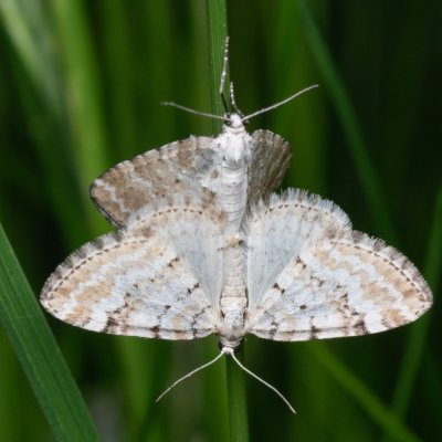 Perizoma albulata (píďalka kokrhelová), PP Prameniště Pohořského potoka