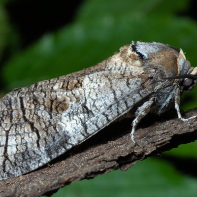 Cossus cossus (drvopleň obecný), Žebětín