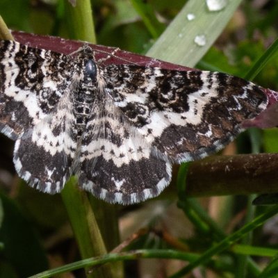 Epirrhoe tristata (píďalka povázková), IT, Jaufenpass, Jižní Tyrolsko