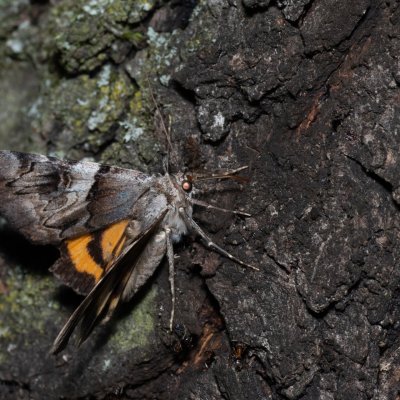 Catocala fulminea (stužkonoska švestková), PR Kamenný vrch