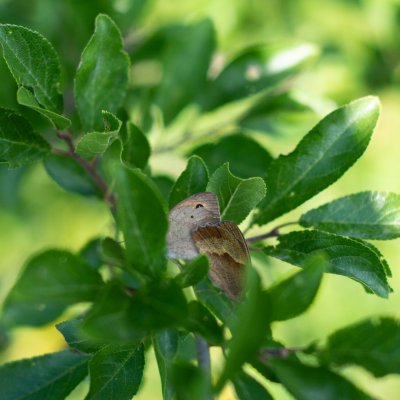 Maniola jurtina (okáč luční), Podkomorské lesy