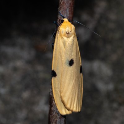 Lithosia quadra (lišejníkovec čtveroskvrnný), NPP Jeskyně Pekárna