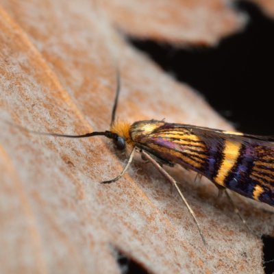 Adela croesella (adéla zdobená), NPP Jeskyně Pekárna