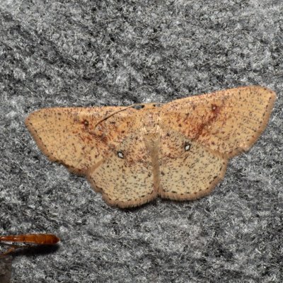 Cyclophora porata (očkovec březový), Kývalka