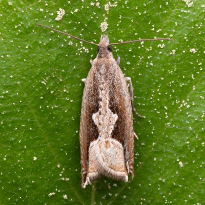 Ancylis geminana (-), PR Pavlovské mokřady