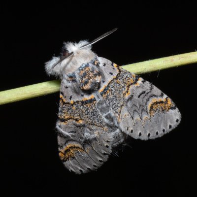 Furcula furcula (hranostajník jívový), Hrabětice