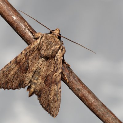 Apamea syriaca (šedavka syrská), NPP Jeskyně Pekárna