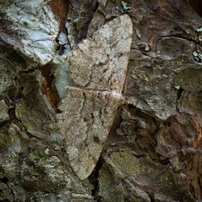 Gnophini sp., SK, NPR Furkotská dolina, Tatry
