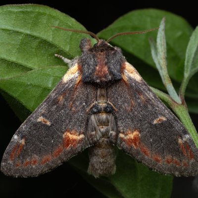 Notodonta dromedarius (hřbetozubec březový), Hády