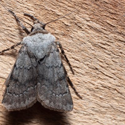 Agrotis cinerea (osenice popelavá), PR Kamenný vrch