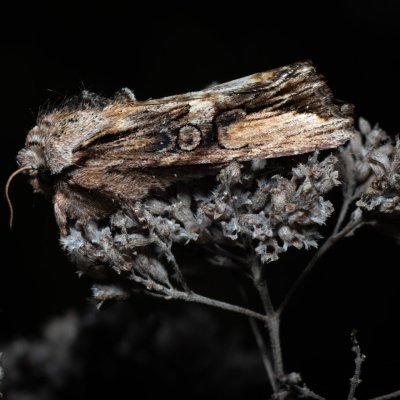 Egira conspicillaris (můra trávová), PP Na cvičišti