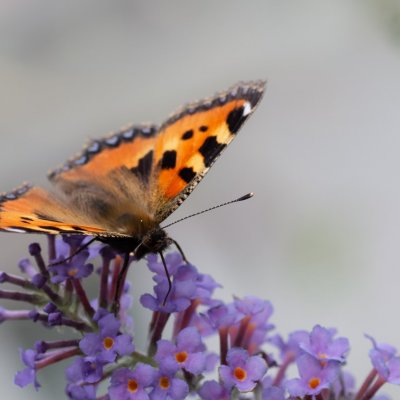 Aglais urticae (babočka kopřivová), Lukovany
