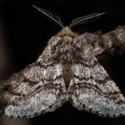 Lycia hirtaria (drsnokřídlec třešňový), PR Studnické louky