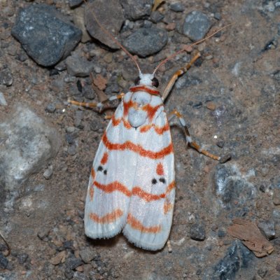 Cyana sp., TH, Khao Sok