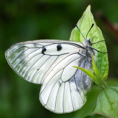 Parnassius mnemosyne (jasoň dymnivkový), PR Údolí Říčky