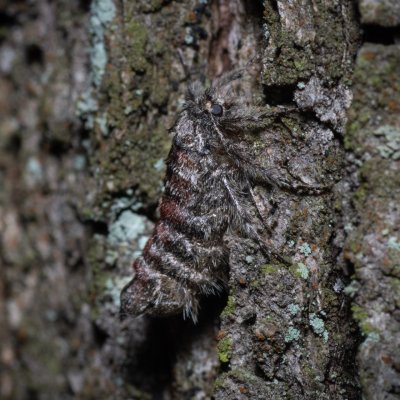 Apocheima hispidaria (drsnokřídlec dubový), Žebětín