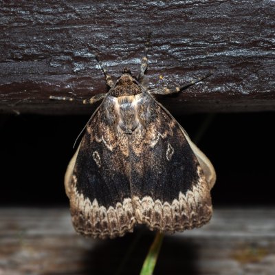 Amphipyra perflua (blýskavka lemovaná), SK, Štôla