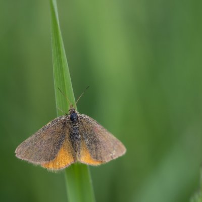 Lythria cruentaria (rudopásník menší) / Lythria purpuraria (rudopásník šťovíkový), PP Nad řekami
