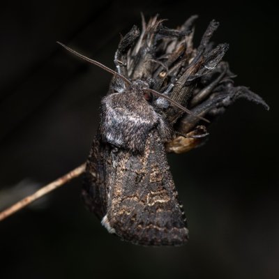 Tholera cespitis (můra metlicová), PR Kamenný vrch