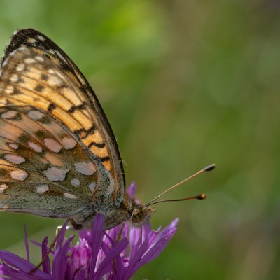 Argynnis aglaja (perleťovec velký), SK, Štôla