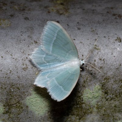 Jodis lactearia (zelenopláštník osikový), IT, San Leonardo, Jižní Tyrolsko