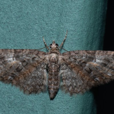 Eupithecia sp., Augšperský potok