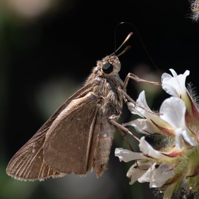 Pelopidas thrax (-), GR, Makrades, Korfu