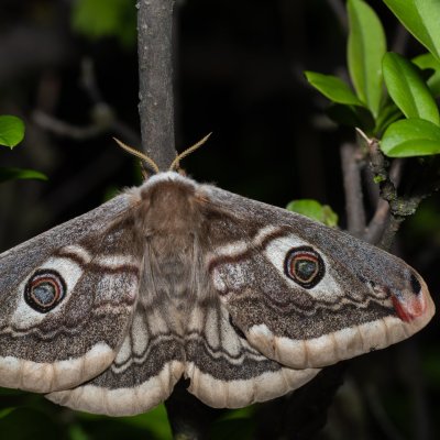 Saturnia pavoniella (martináč podobný), PR Liščí vrch