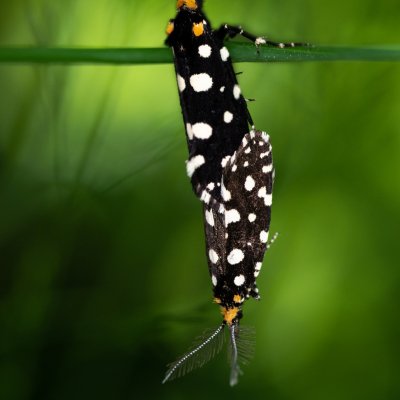 Euplocamus anthracinalis (mol ozdobný), Žebětín