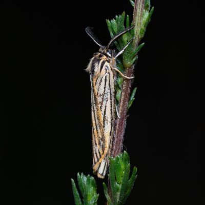 Spiris striata (přástevník jestřábníkový), Havranické vřesoviště