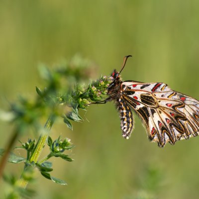 Zerynthia polyxena (pestrokřídlec podražcový), Nové Mlýny - střed