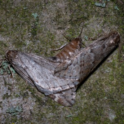 Alsophila aescularia (hedvábnice jarní), Žebětín